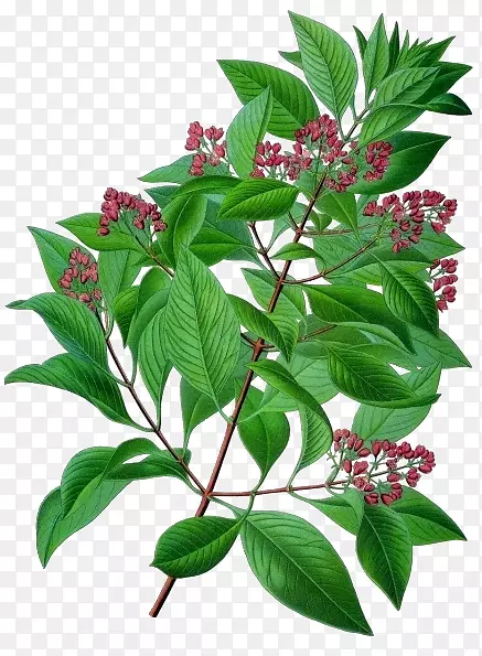 印度檀香树药-树