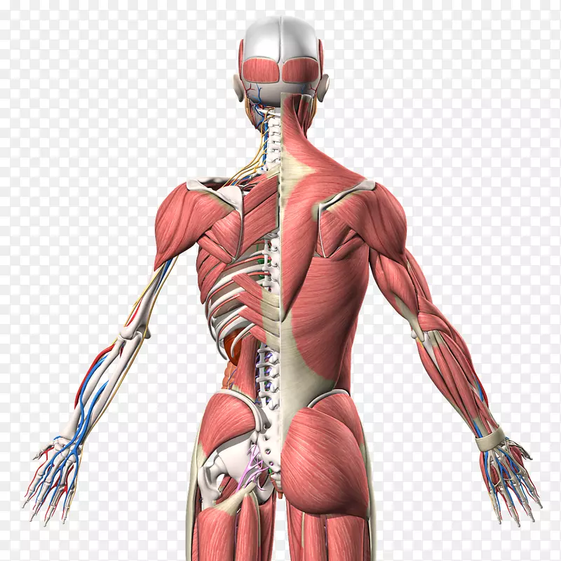 智人肌肉人体解剖人体背臂