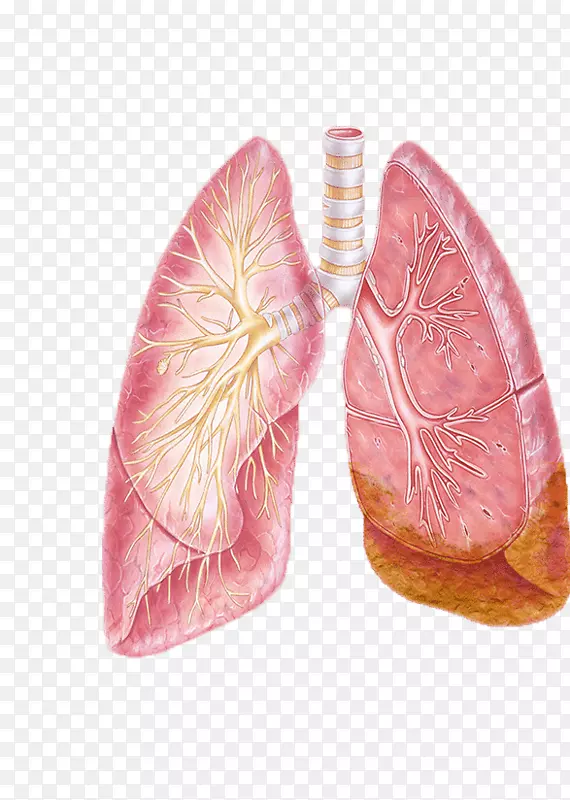 非小细胞肺癌支气管