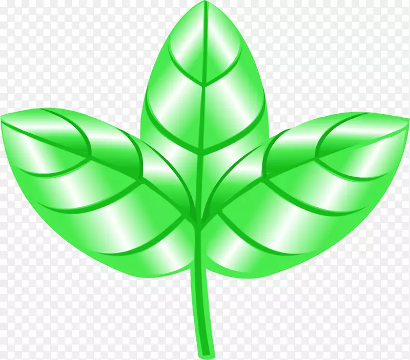 叶植物茎对称符号-叶