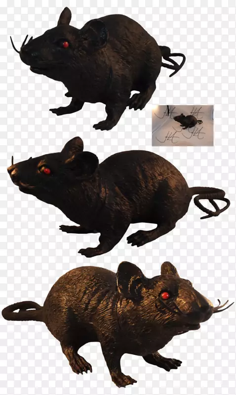 黑鼠、普通负鼠、安达卢斯马-小鼠