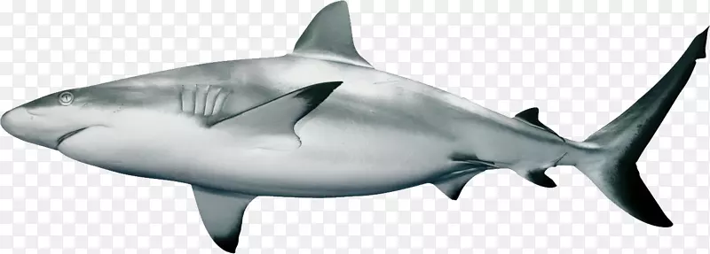 加勒比礁鲨红鳍鲨剪贴画-鲨鱼