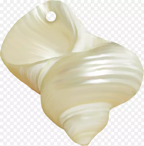 贝壳牡蛎珍珠贝壳
