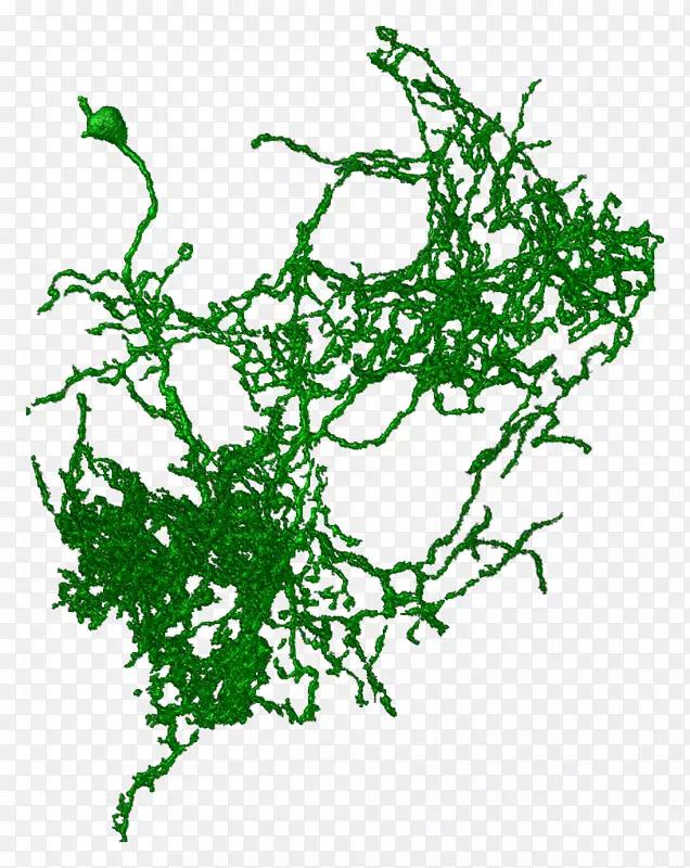 叶植物茎线分枝字形叶