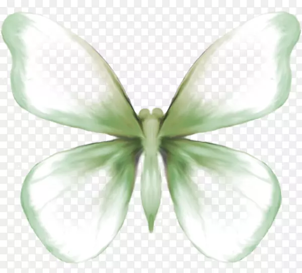 蝴蝶蛾对称花瓣-蝴蝶