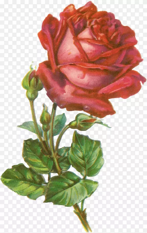 玫瑰植物插图植物剪贴画-玫瑰
