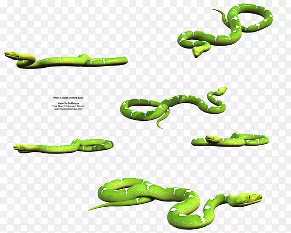 蛇东绿曼巴绿树巨蟒爬行动物-蛇