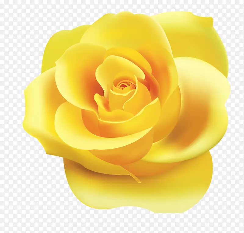 玫瑰桌面壁纸黄色剪贴画-玫瑰