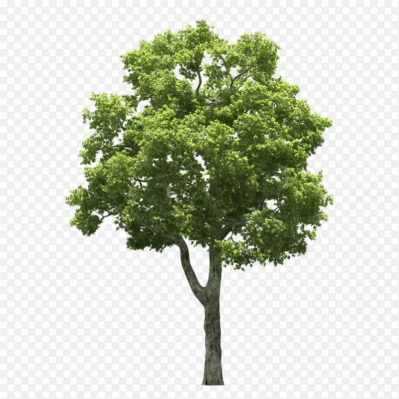 原木摄影树-免费植物-树