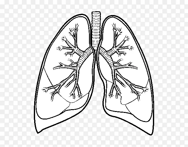 肺牵张支气管-人体