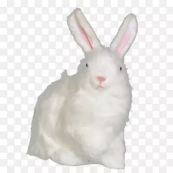家养兔毛兔复活节兔