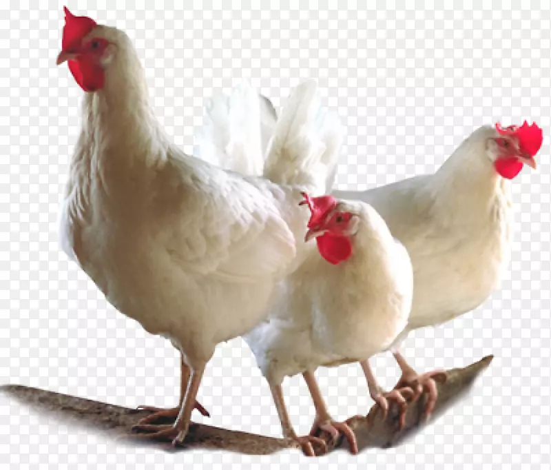 肉鸡、禽类养殖-鸡