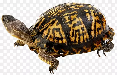 东盒龟海龟