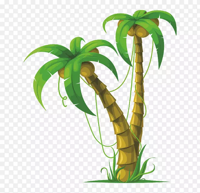 槟榔科椰子树-椰子