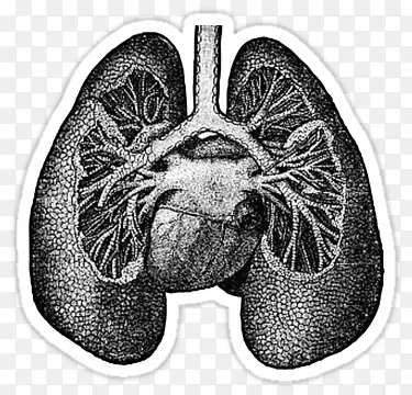 肺解剖学绘制心脏科学-心脏