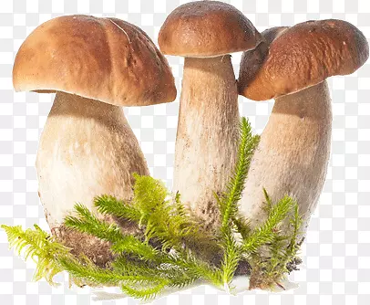 蘑菇(柯林斯宝石)柯林斯蘑菇混合胆固醇计数器(柯林斯宝石)宝石蘑菇和蟾蜍柯林斯宝石15分钟瑜伽蘑菇