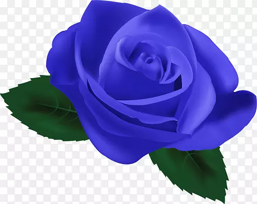 蓝色玫瑰花园玫瑰仍有生命：粉红色玫瑰、蜈蚣玫瑰-玫瑰