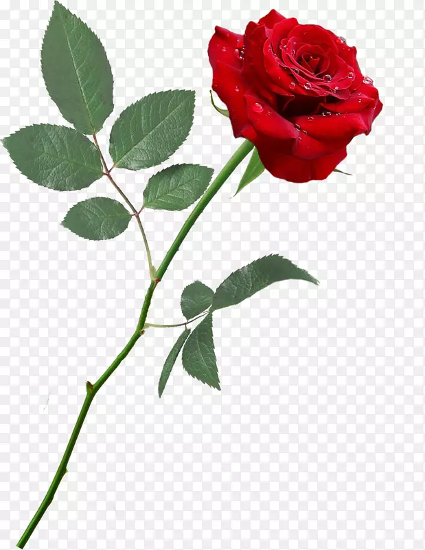 花园玫瑰，花卉，蜈蚣玫瑰，桌面壁纸-红玫瑰