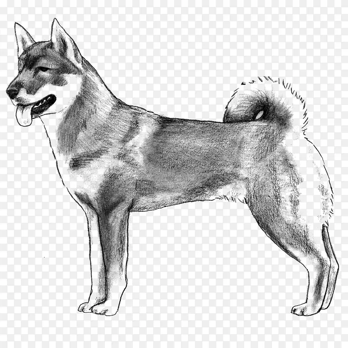 西伯利亚狼狗西伯利亚哈士奇东西伯利亚拉伊卡加拿大爱斯基摩犬