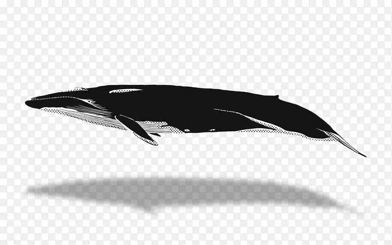 澳大利亚的海豚鲸鱼-蓝鲸