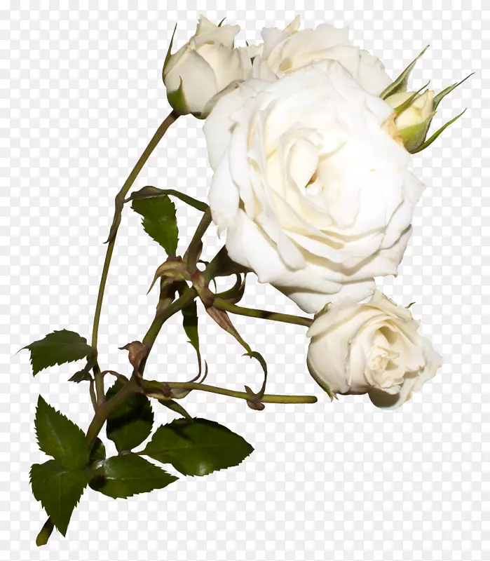 花园玫瑰，蜈蚣玫瑰，浅白玫瑰