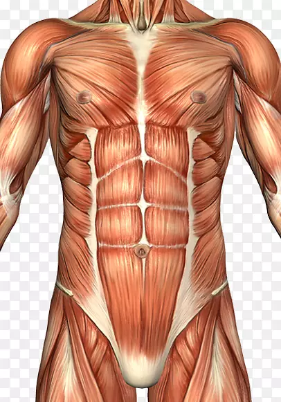 腹直肌腹部解剖人体腹壁