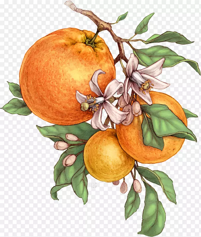 苦橙橘子柚子植物插图-果汁PNG
