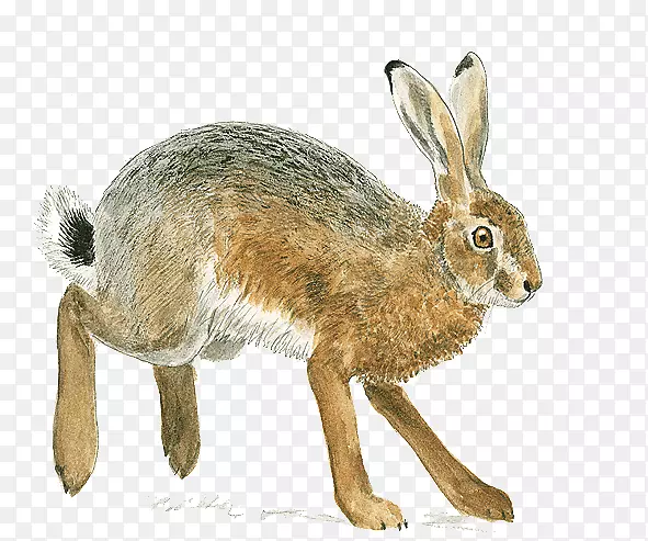 家养兔欧洲野兔啮齿动物棕色鼠欧洲兔