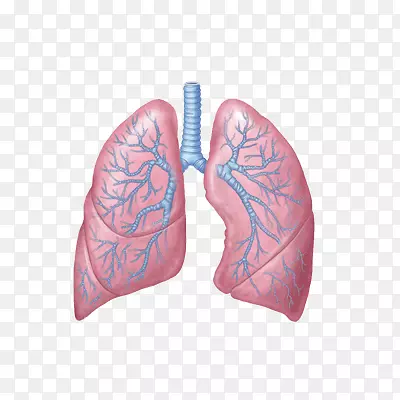 解剖生理学原理肺呼吸系统心脏