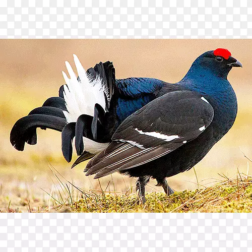 黑松鸡鸟区系