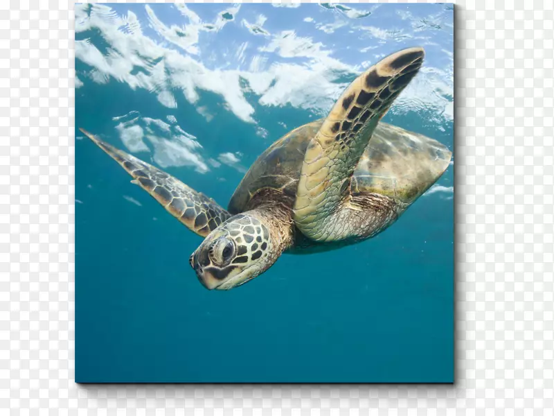绿海龟橄榄石海龟