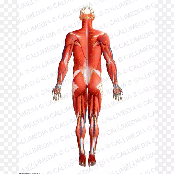 智人肌肉解剖生理学肌肉系统