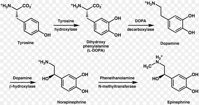 酪氨酸羟化酶多巴胺代谢苯丙氨酸