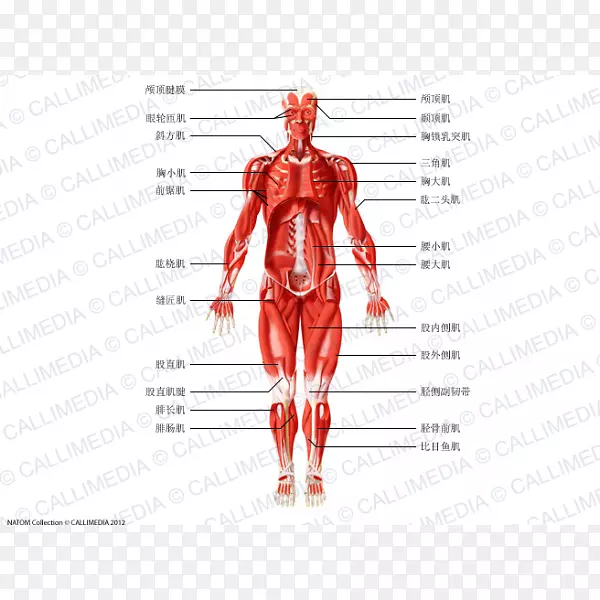 智人肌肉解剖生理学人体解剖人体