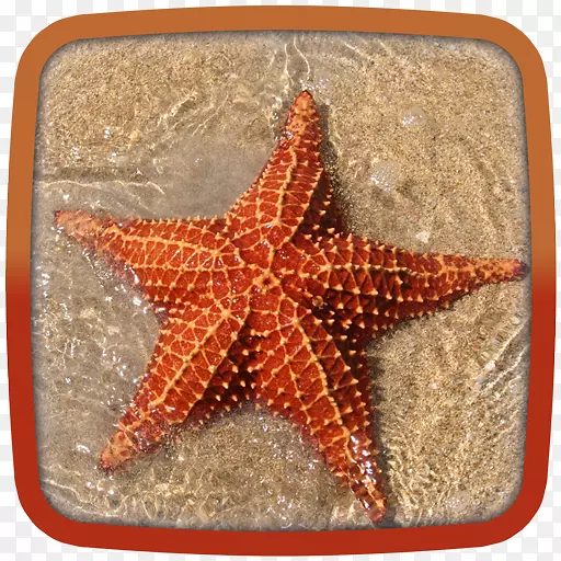 荆棘冠海星再生海洋生境海星
