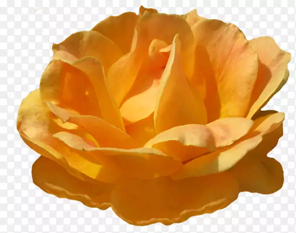 花园玫瑰橙色剪贴画-橙色