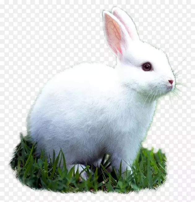 家兔宠物动物欧洲兔-兔