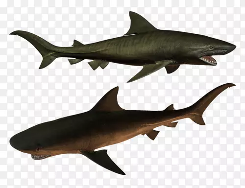 虎鲨鳞状体-鲨鱼海洋生物学-鱼