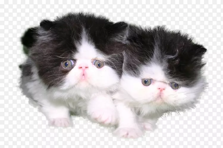 小猫，波斯猫，挪威森林猫，拉格慕芬猫，奇异的速记猫-小猫