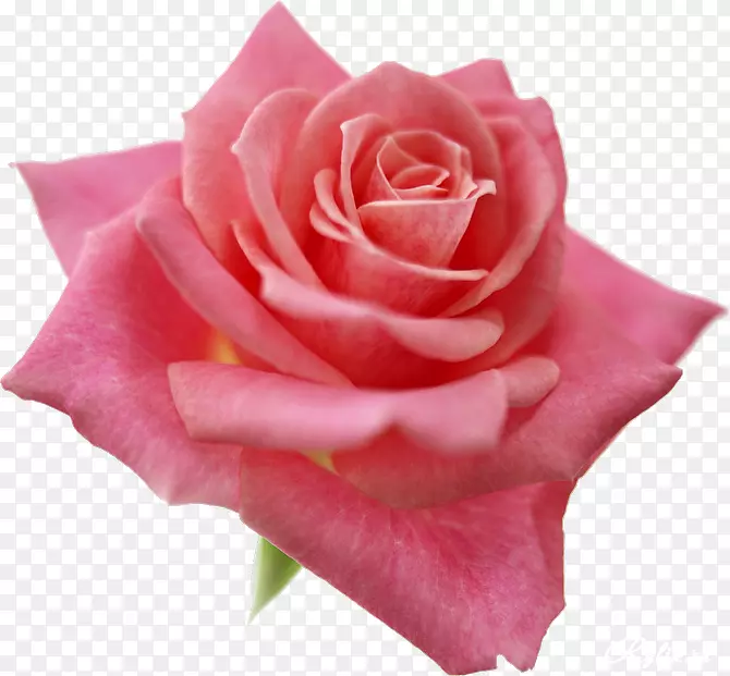 最好的玫瑰，粉红色的花，剪贴画-玫瑰
