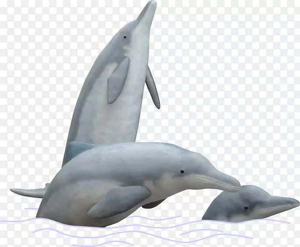旋转海豚条纹海豚普通宽吻海豚图库溪短喙普通海豚