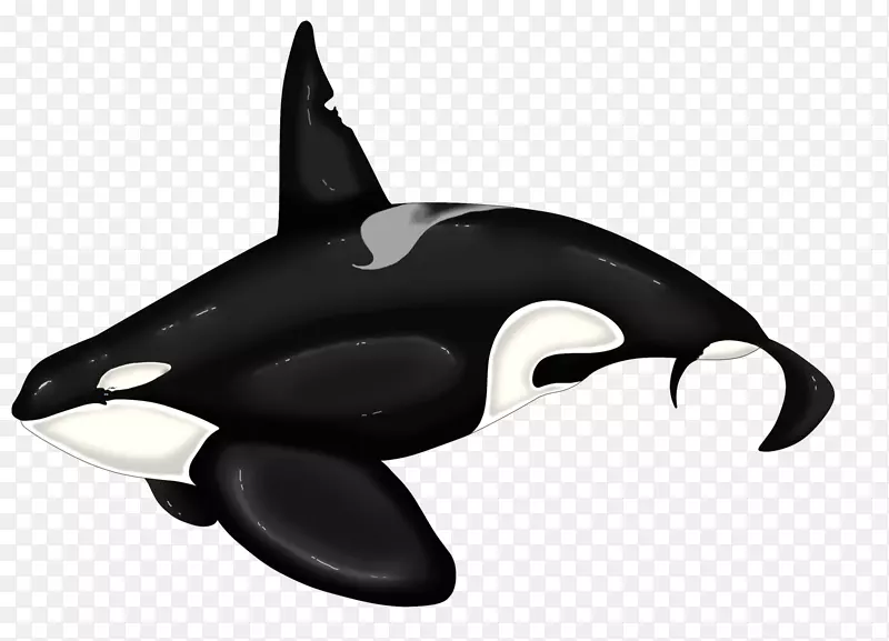 虎鲸海豚白鲸