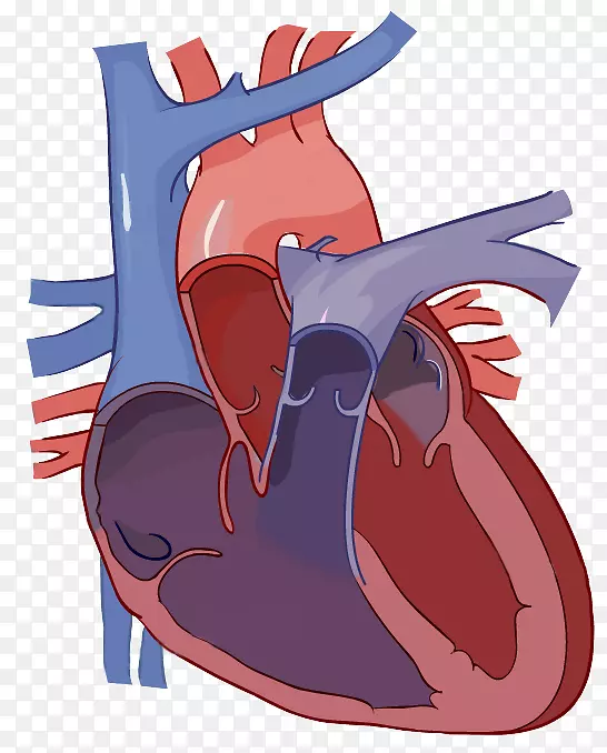 心脏标签循环系统解剖-心脏