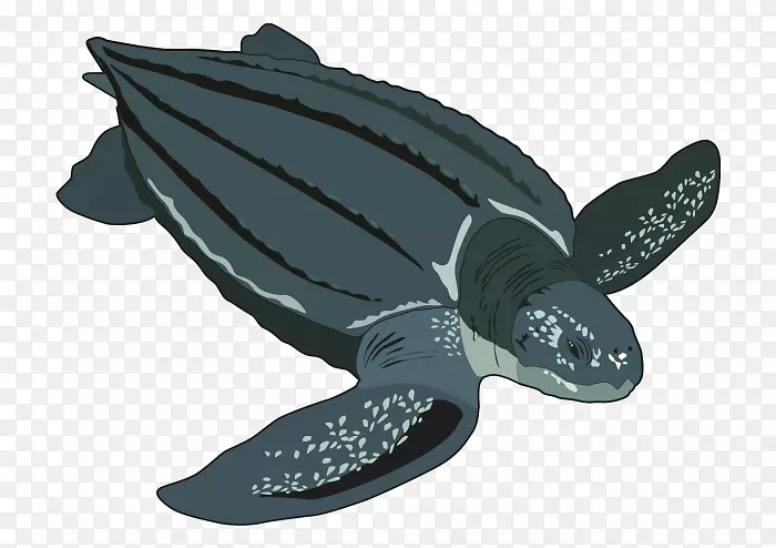 甲鱼皮龟水母鹰嘴海龟