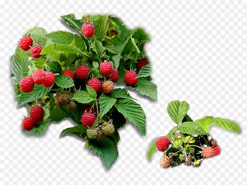 草莓覆盆子红桑树草莓
