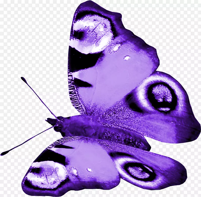 蝴蝶紫色昆虫-蝴蝶