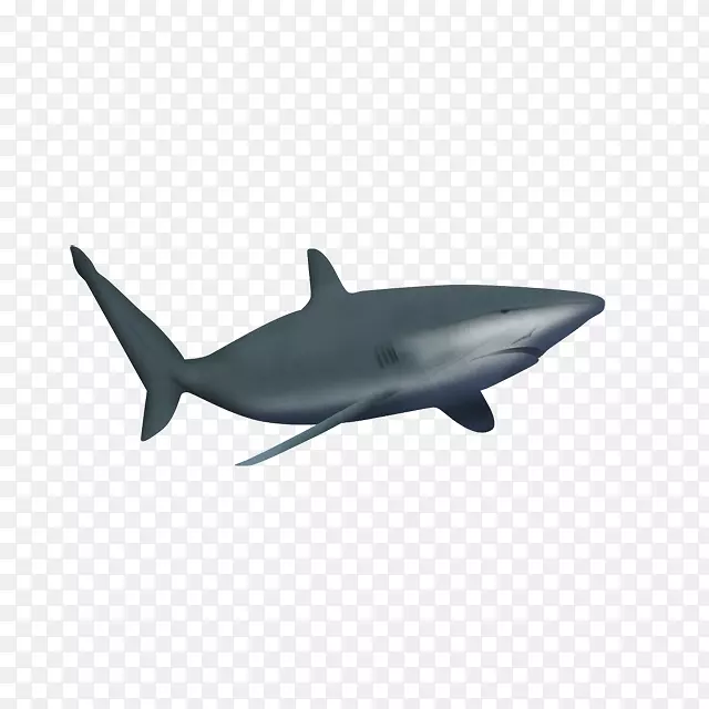 大白鲨海洋画夹艺术-鲨鱼