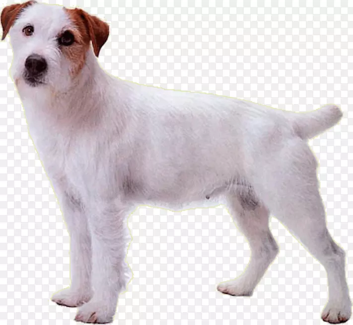 杰克罗素猎犬牧师罗素猎犬培育稀有品种(狗)小狗-小狗
