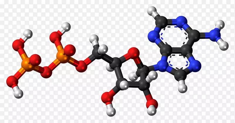 三磷酸腺苷二磷酸腺苷一磷酸二磷酸焦磷酸酯模型