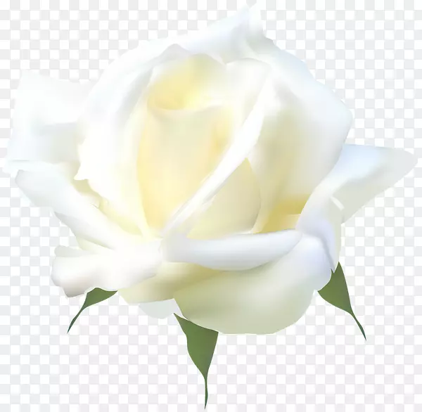 花卉花园玫瑰、蜈蚣玫瑰切花静物摄影-白玫瑰PNG
